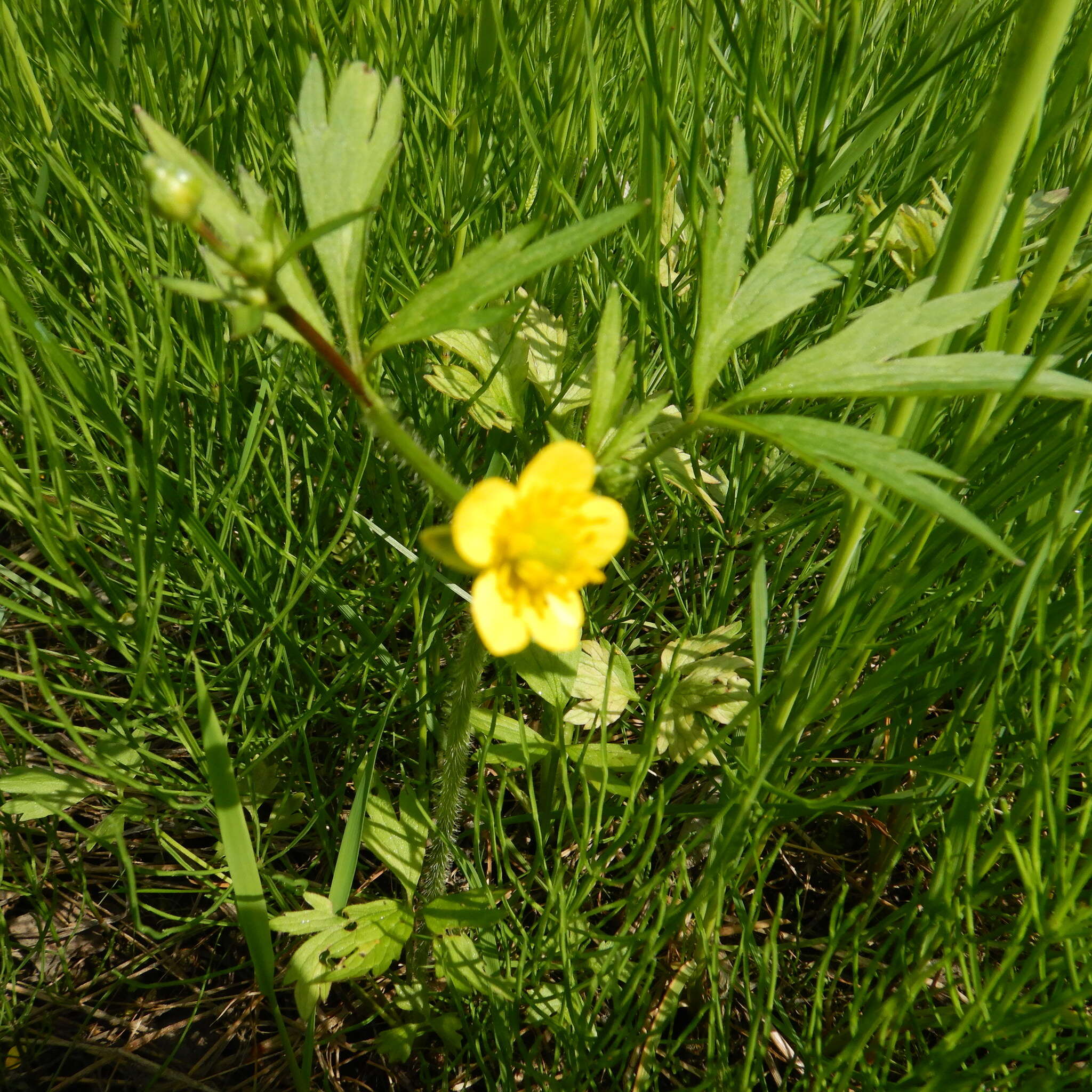 Image de Ranunculus macounii Britton