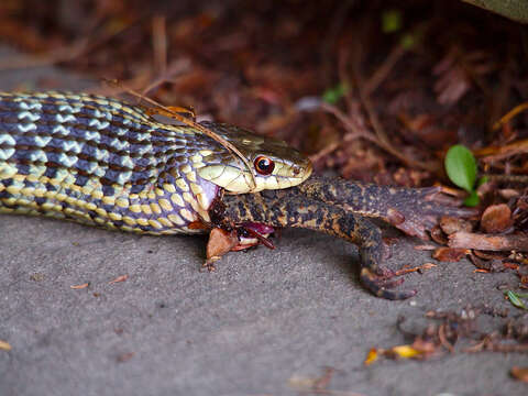 Image de Anaxyrus americanus (Holbrook 1836)