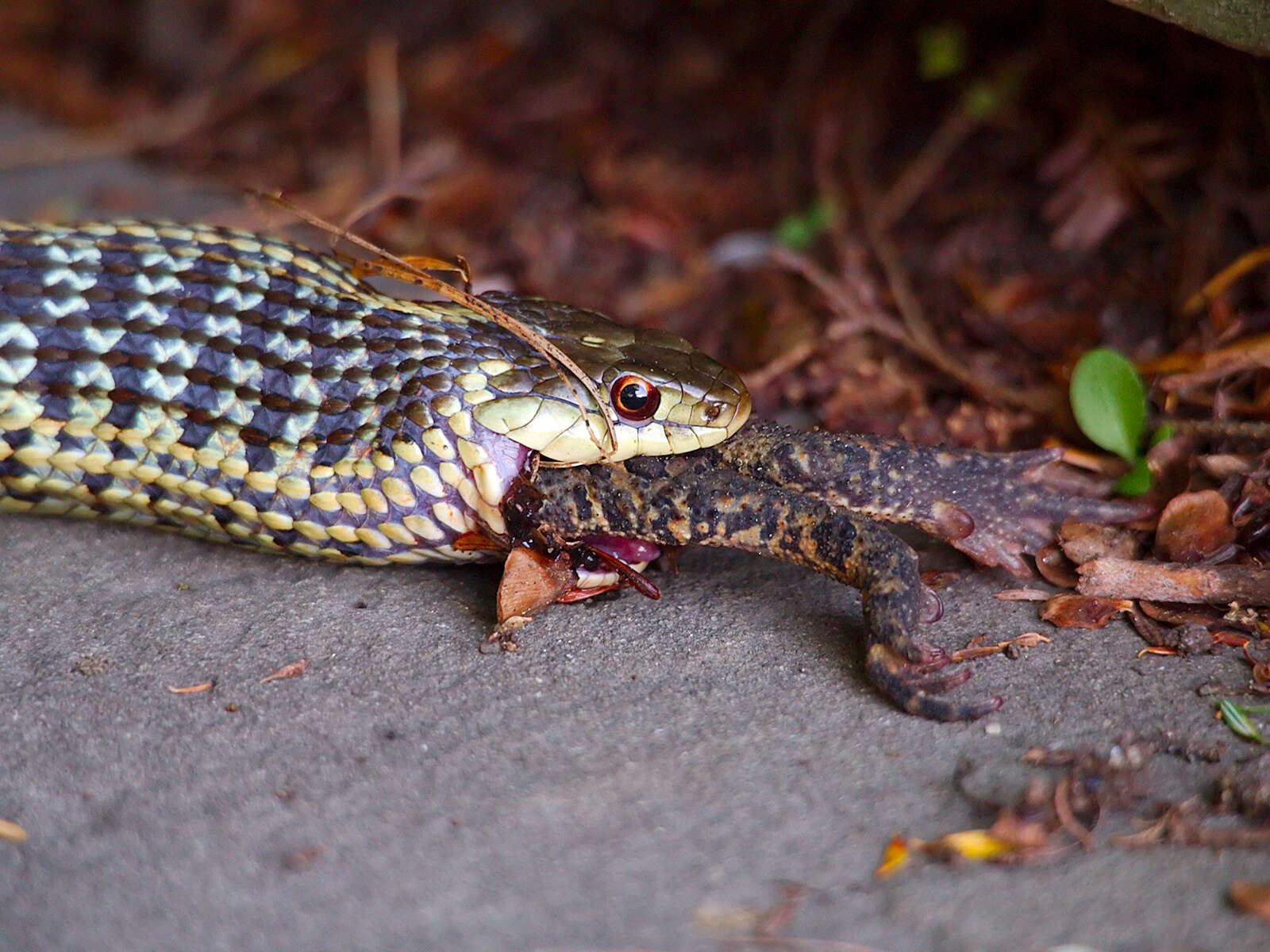 Imagem de Anaxyrus americanus (Holbrook 1836)