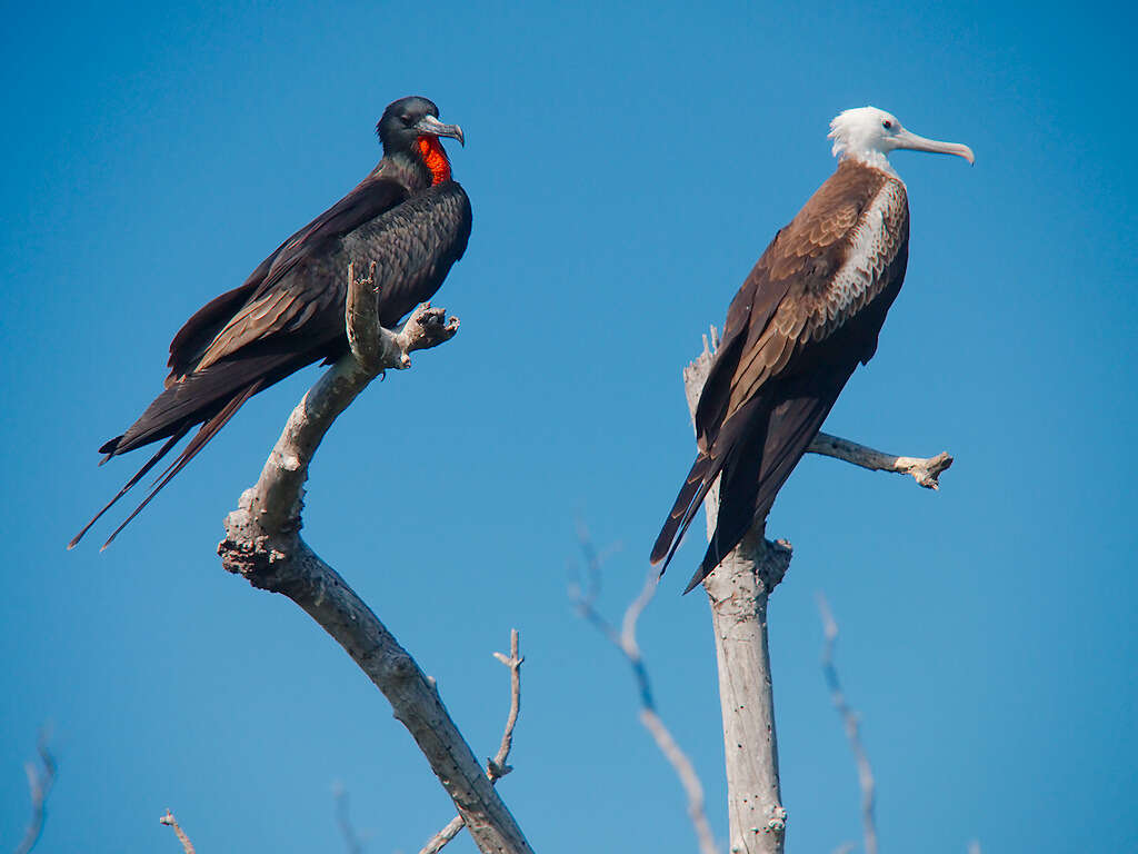 Image of frigatebirds