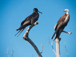 Image of frigatebirds