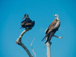 Image of frigatebirds