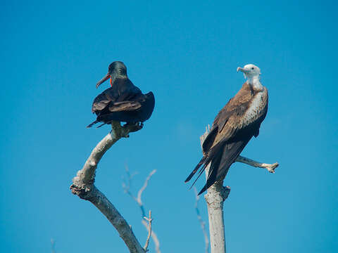 Image of frigatebirds