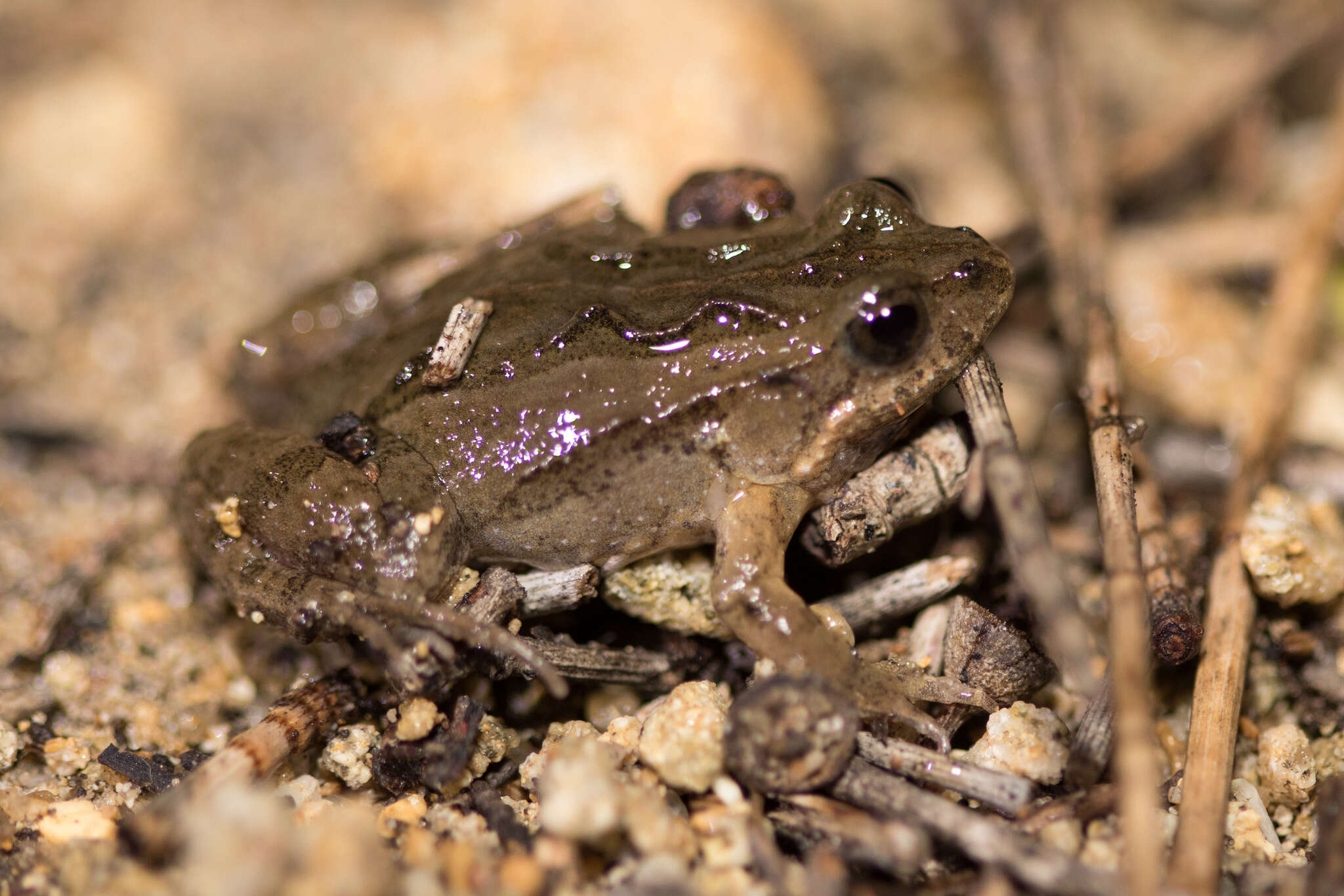 Image of Sign-bearing Froglet