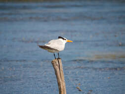 Image of Royal Tern