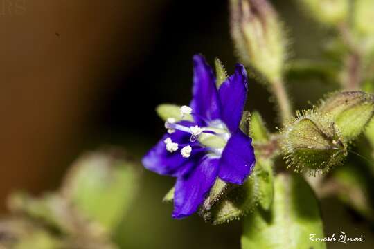 Hydrolea zeylanica (L.) Vahl resmi