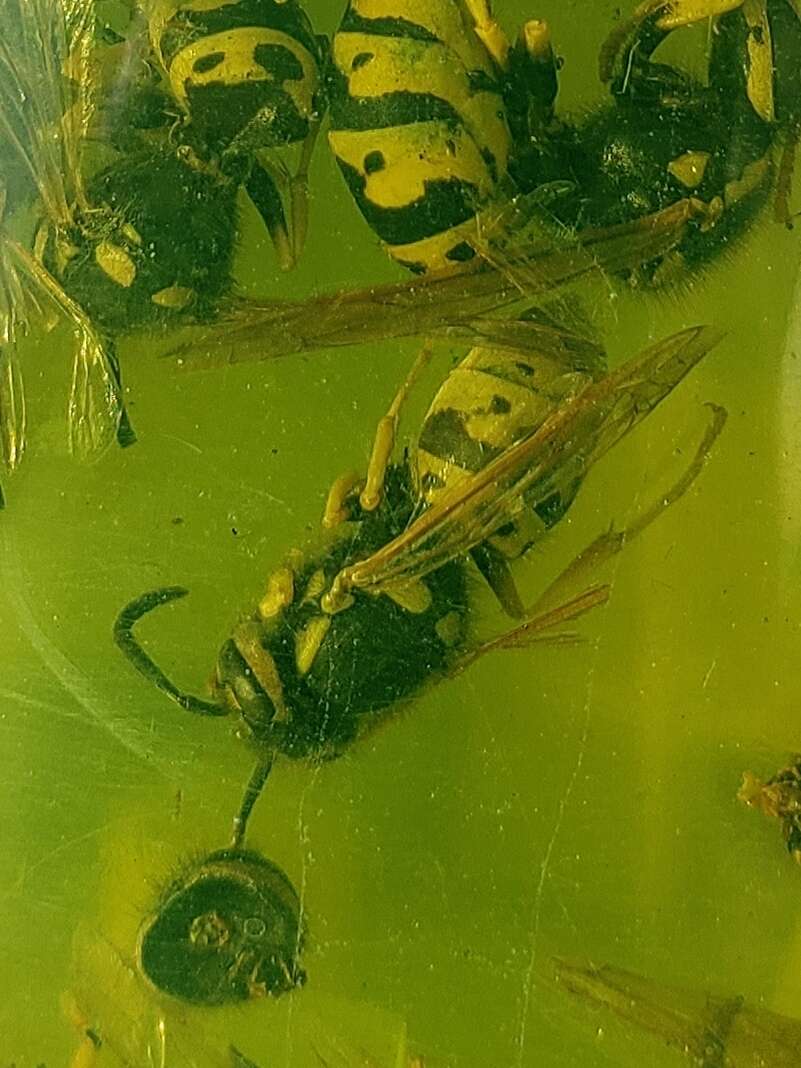 Image of Prairie Yellowjacket