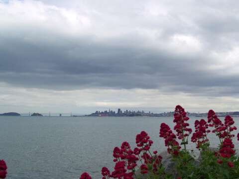 Image of Red Valerian