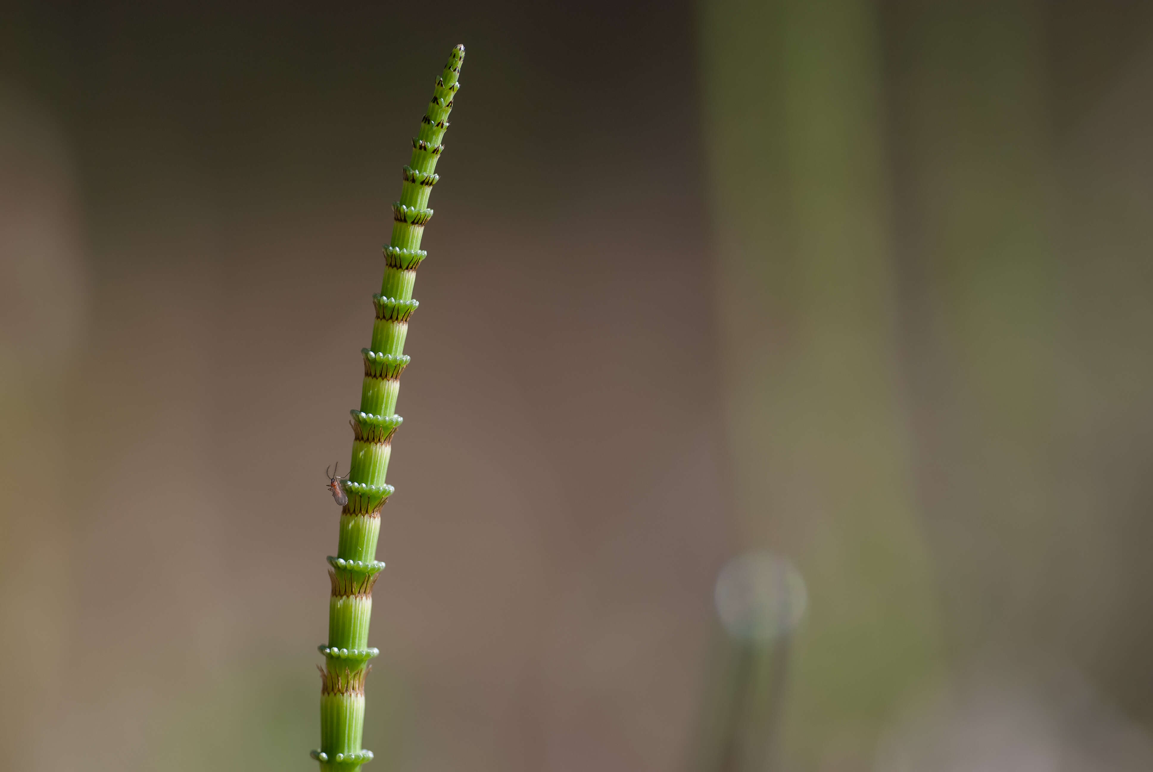 Image of Wood Horsetail