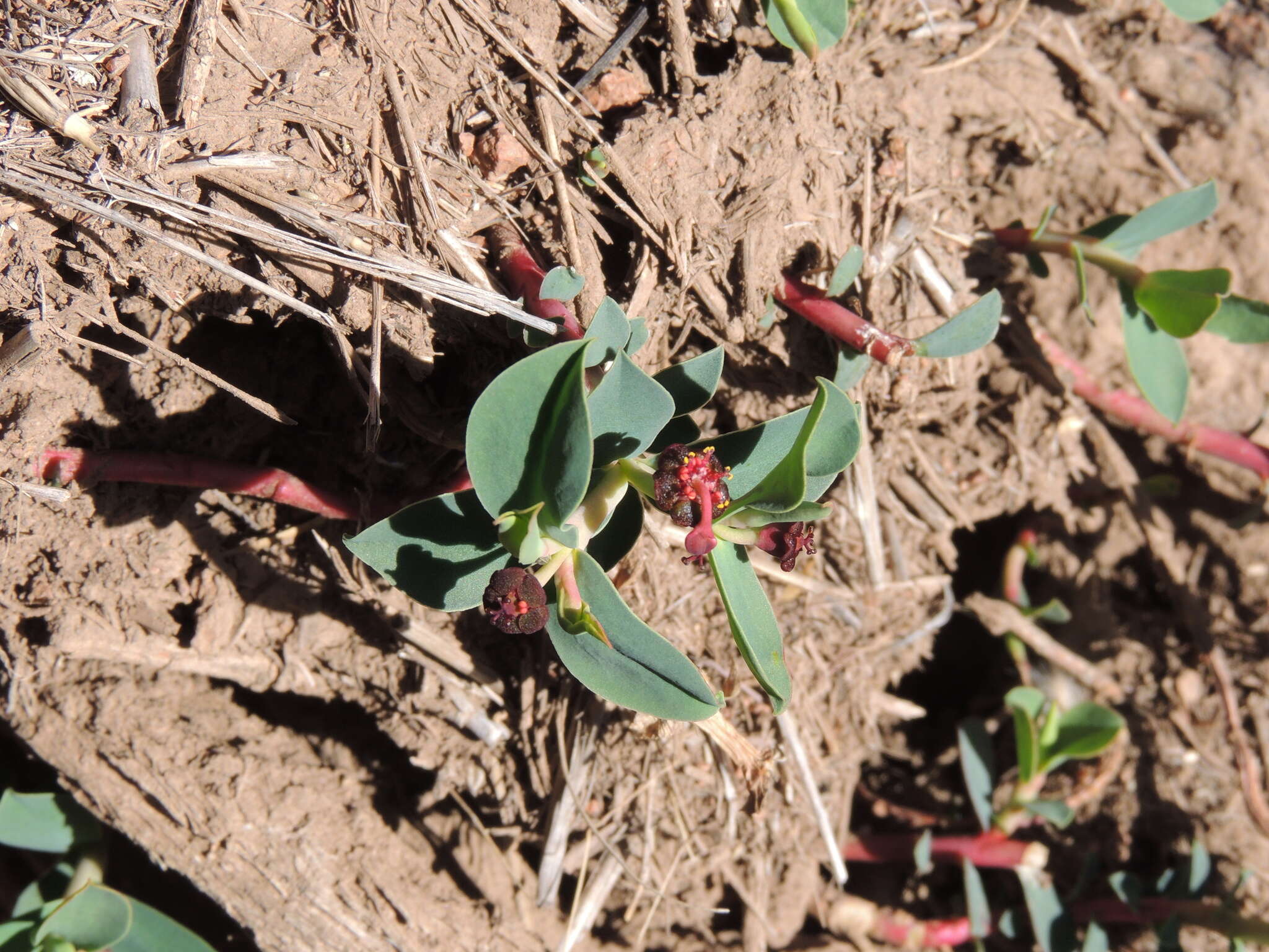 Image of Euphorbia portulacoides L.