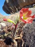 Imagem de Hippeastrum morelianum Lem.