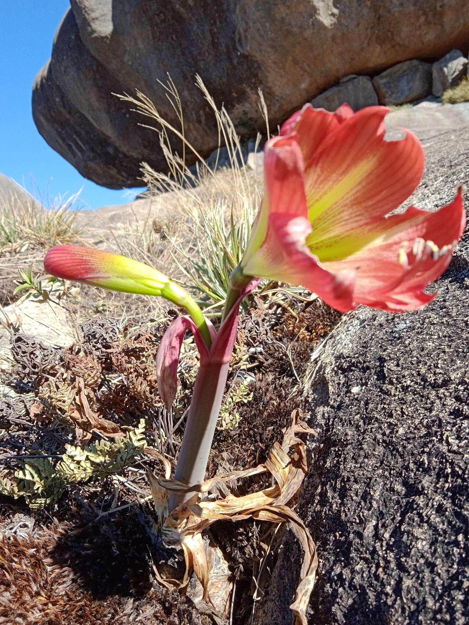 Слика од Hippeastrum morelianum Lem.