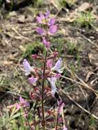 Image de Syncolostemon transvaalensis (Schltr.) D. F. Otieno