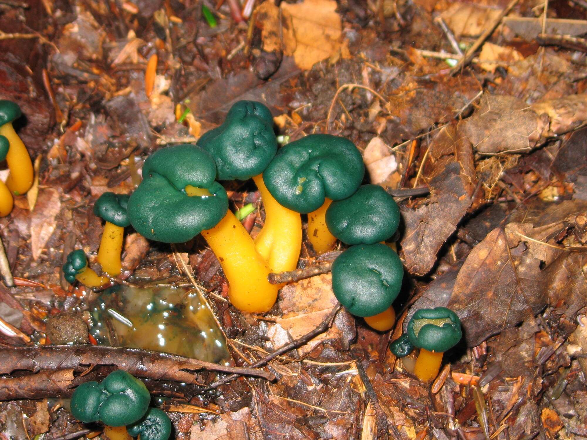 Image of Leotia viscosa