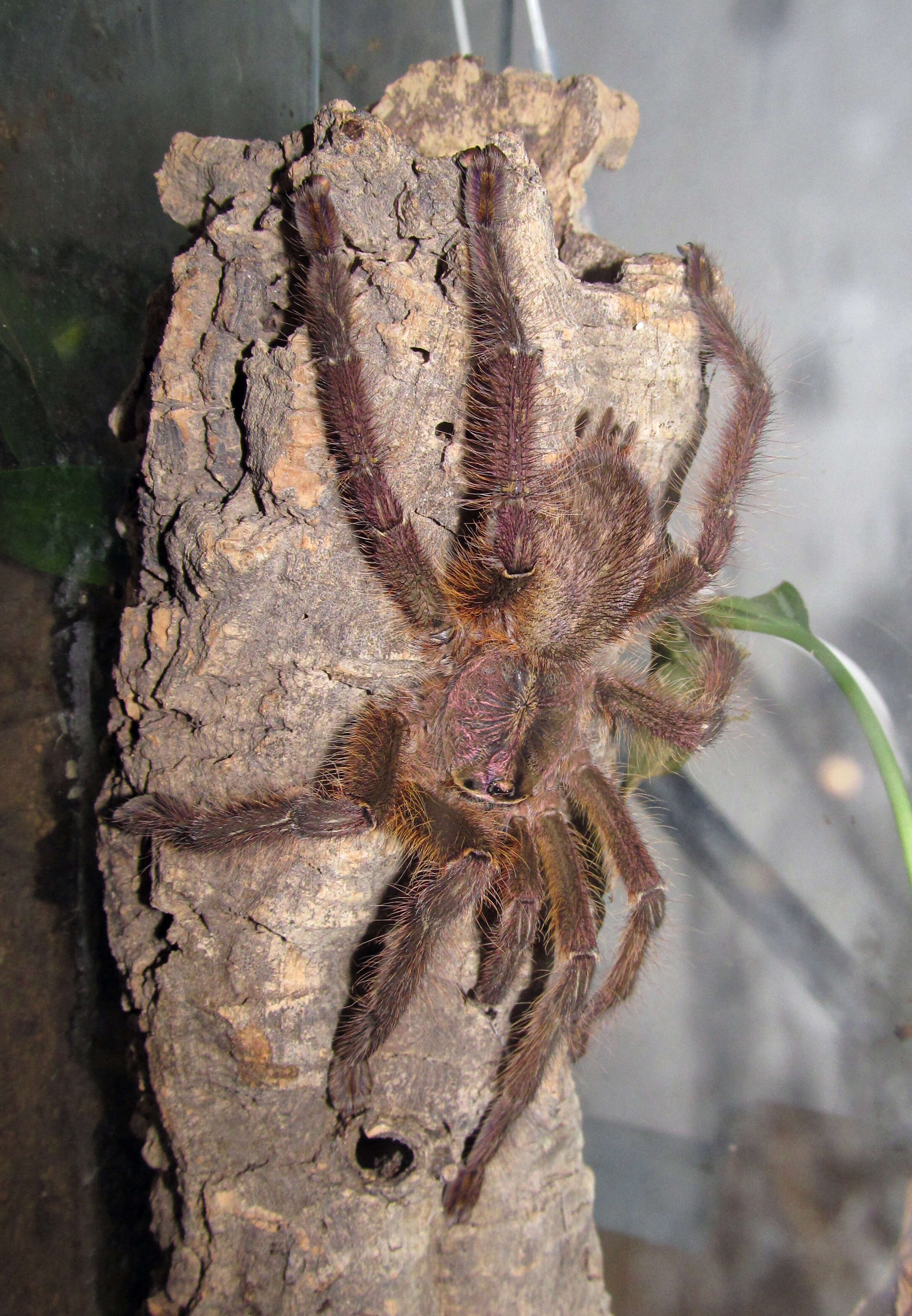 Image of Fringed Ornamental Tarantula