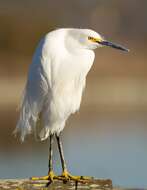 Image of Snowy Egret