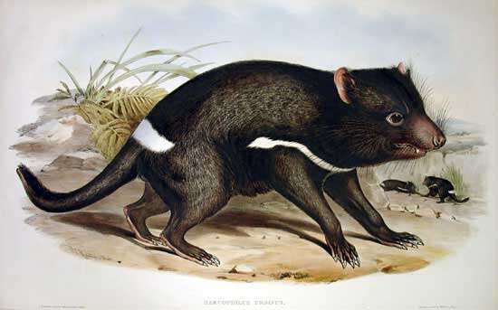 Image of Sarcophilus F. G. Cuvier 1837