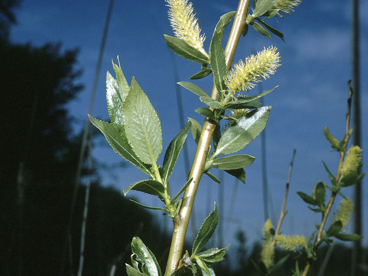 Image of Pacific willow