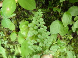 Adiantum monochlamys Eat.的圖片