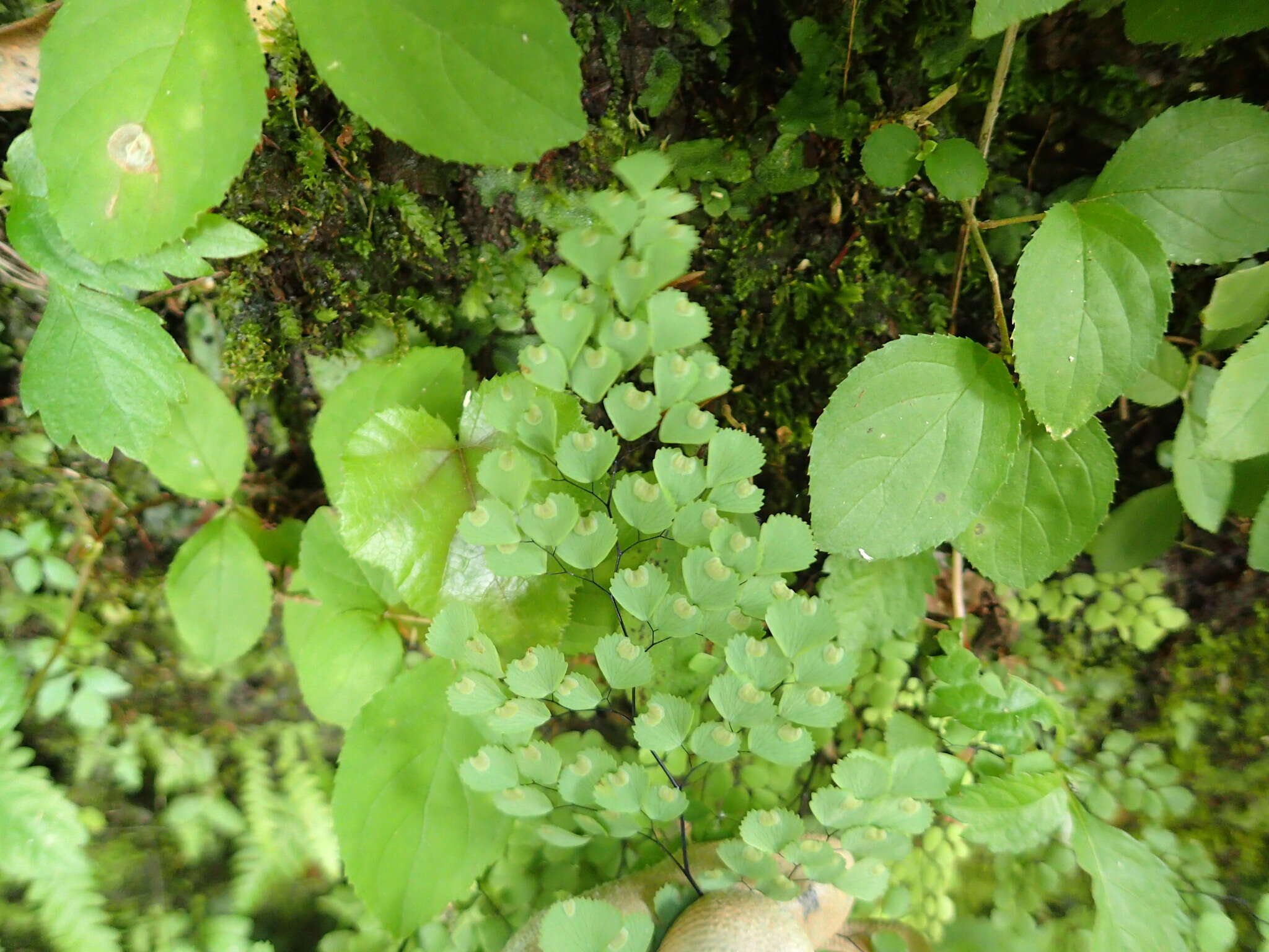 Image of Adiantum monochlamys Eat.