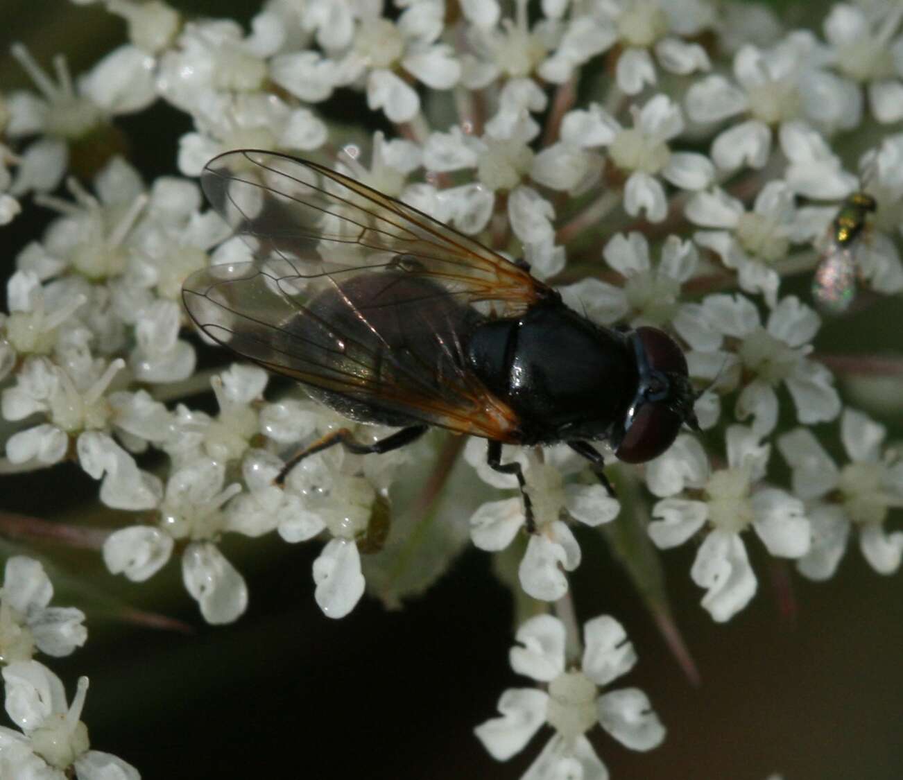 صورة Cheilosia impressa (Loew 1840)