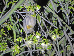 Image of Madagascan Fruit Bat