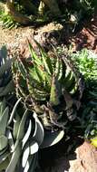 صورة Aloe melanacantha A. Berger