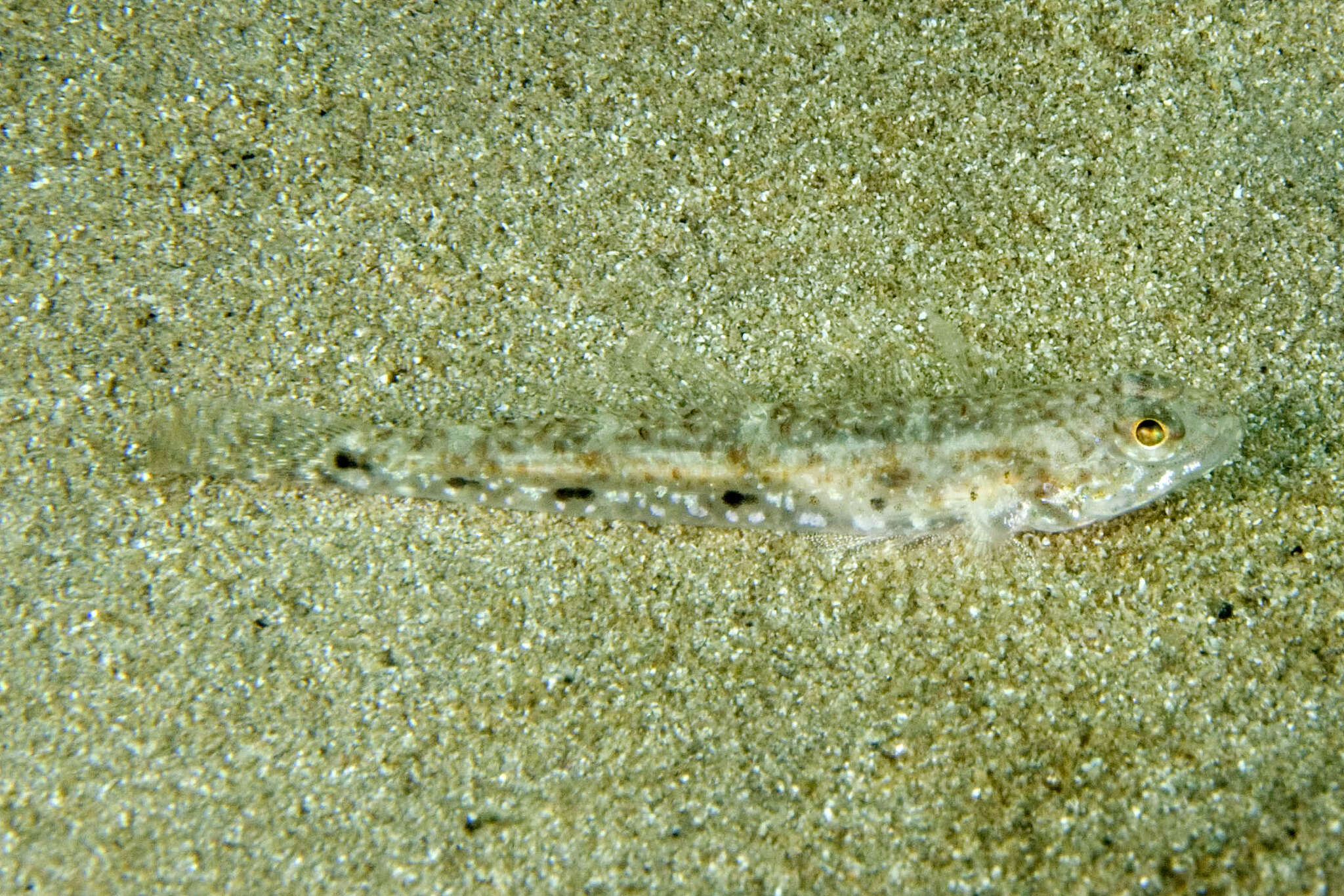 Image of Exquisite goby