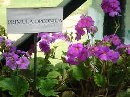 Image of Primula obconica Hance