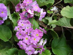 Image of Primula obconica Hance