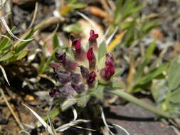 Image of Anthyllis vulneraria subsp. saharae (Sagorski) Maire