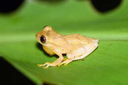 Image of San Carlos Treefrog