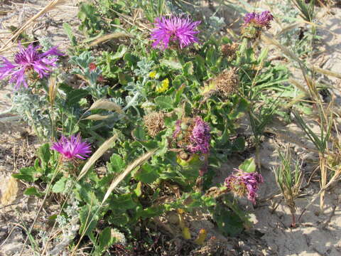 Plancia ëd Centaurea polyacantha Willd.