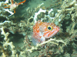 Image of painted yeti squat lobster