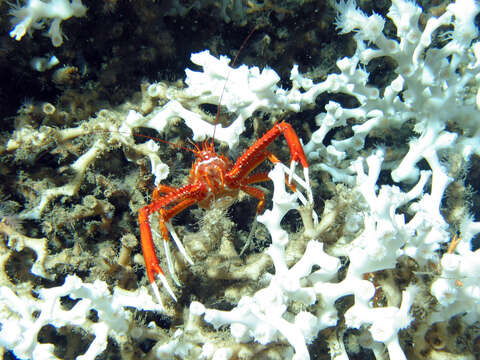 Image of painted yeti squat lobster