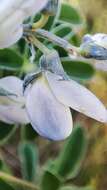 Image of white lupine