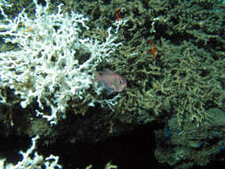 Image of Atlantic Roughy