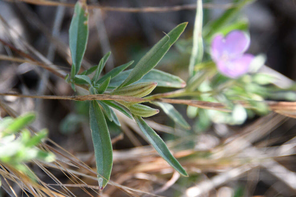 Image of chaparral clarkia