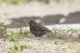 Image of serin, european serin