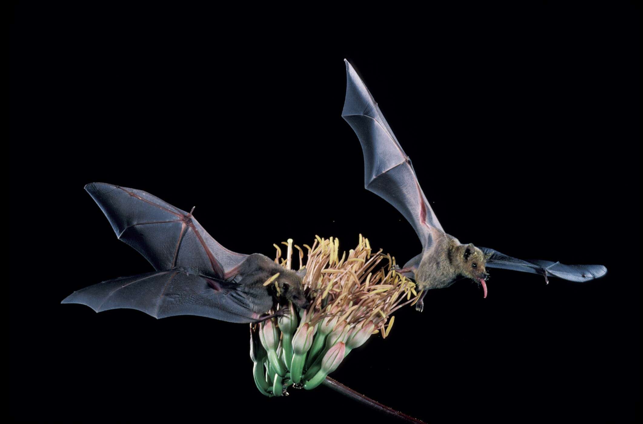 Image of Curaçaoan Long-nosed Bat