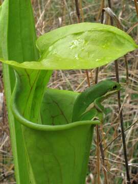 Image of American Green Treefrog