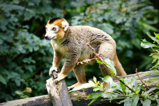 Image of Crowned Lemur