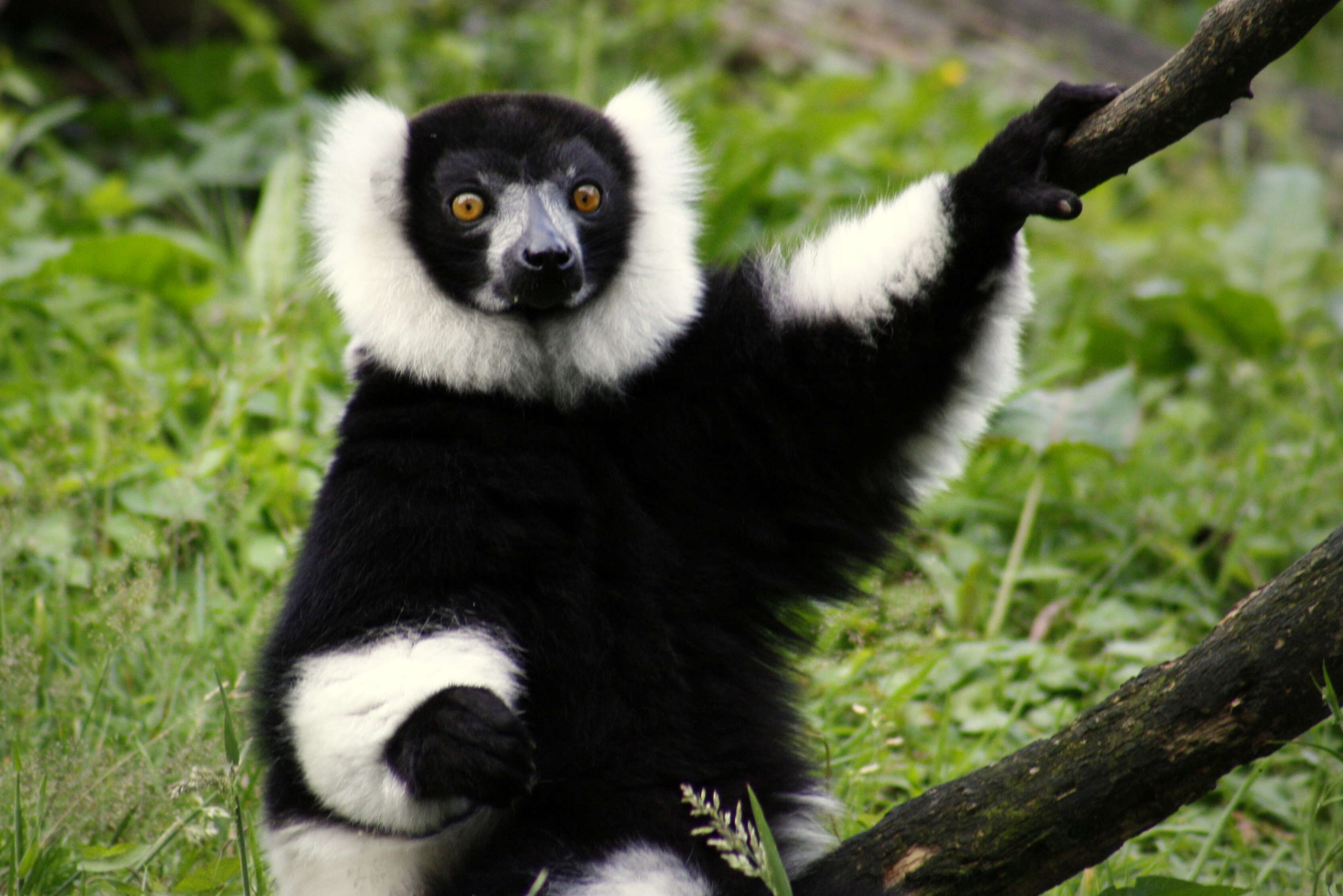 Image of Black-and-white Ruffed Lemur