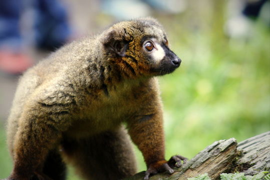 Image of Red-bellied Lemur