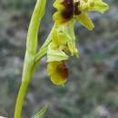 Слика од Ophrys sphegodes subsp. araneola (Rchb.) M. Laínz