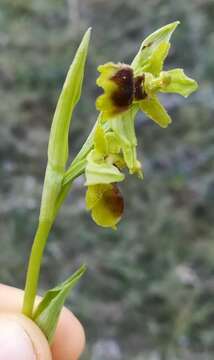 Image of Ophrys sphegodes subsp. araneola (Rchb.) M. Laínz