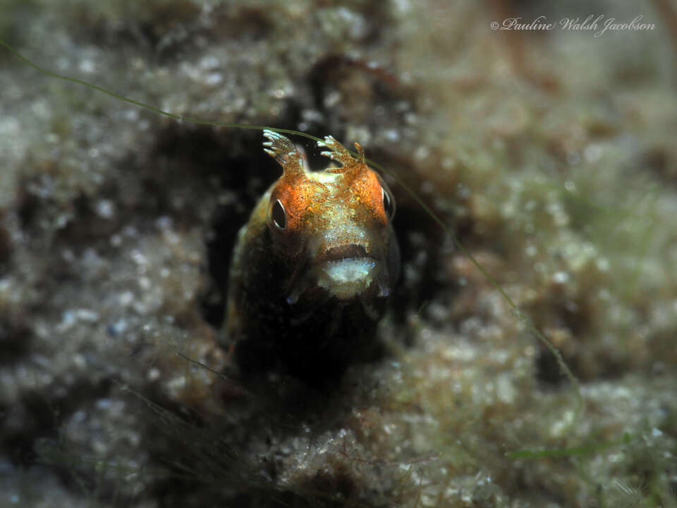 Image of Roughhead Blenny