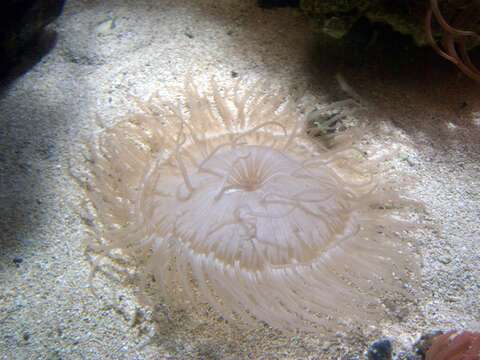 Image of Bulb-Tip Anemone