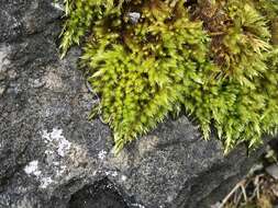 Image of silken homalothecium moss