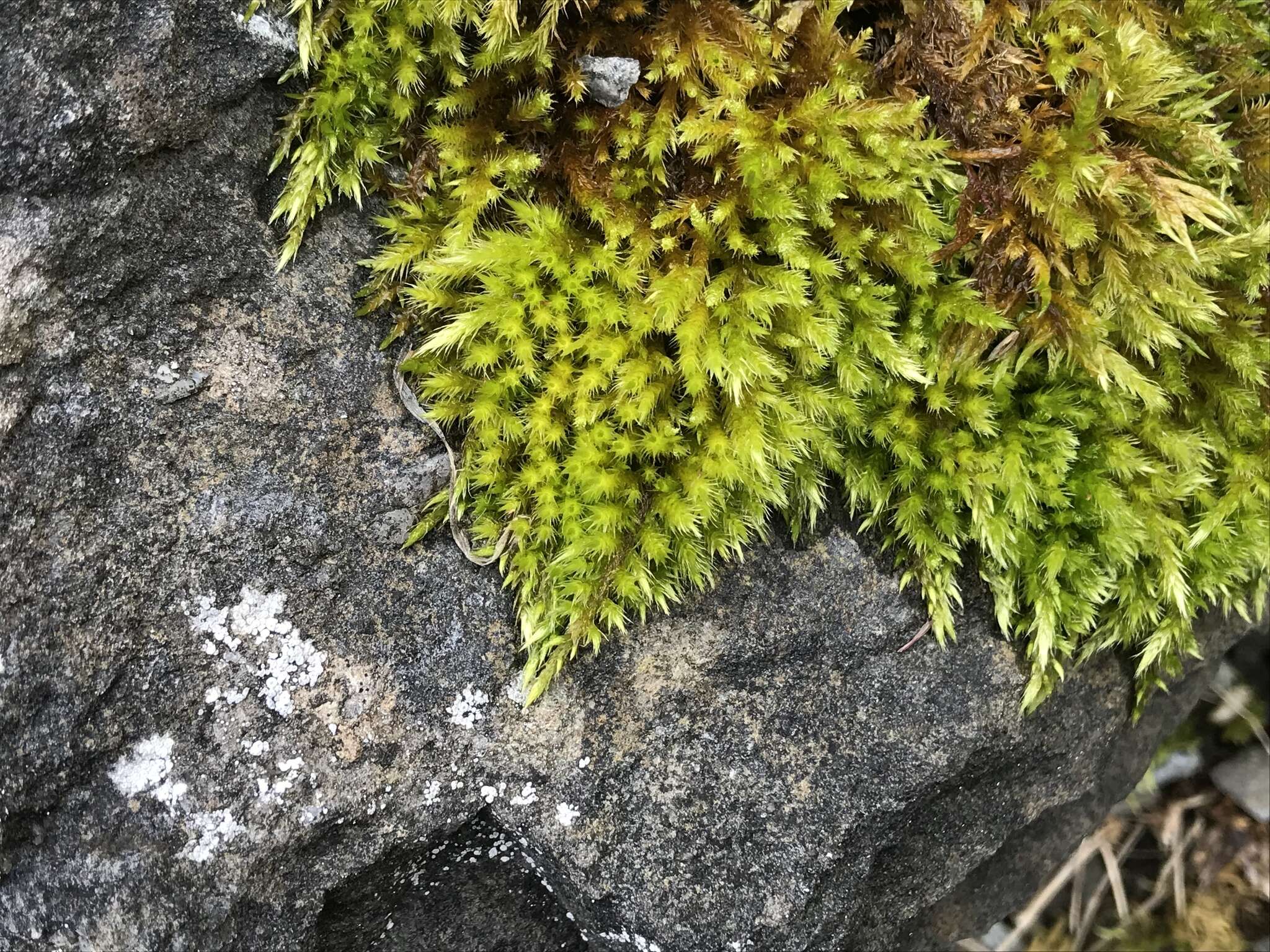 Image of silken homalothecium moss